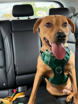 Shiloh, Mountain Cur / Boxer, available for adoption