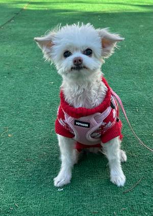 Nala, Maltese / Chihuahua, available for adoption