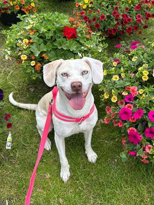 Sugar, Hound / Labrador Retriever, available for adoption