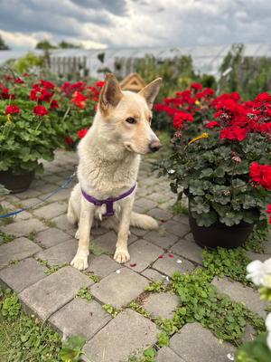 Shannon, German Shepherd Dog, available for adoption