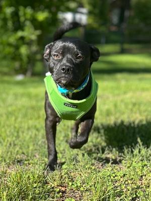 Nugget, Pug, available for adoption