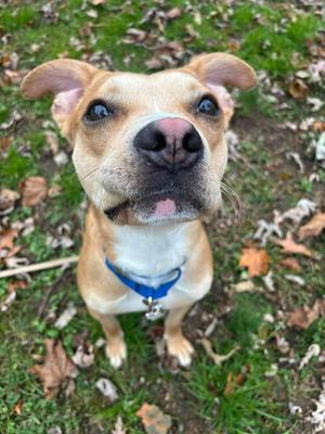 Tank, Boxer, available for adoption