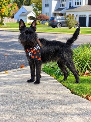 Sal, Terrier / Boston Terrier, available for adoption