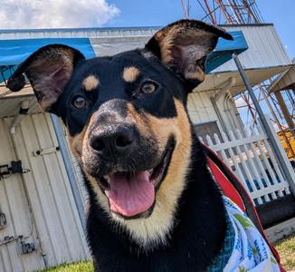 Rosie, German Shepherd Dog / Rottweiler, available for adoption