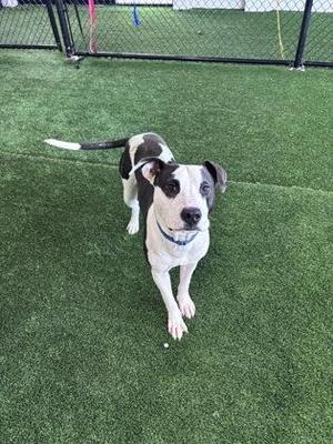 A black and white pit bull dog stands on artificial turf, looking at the camera.
