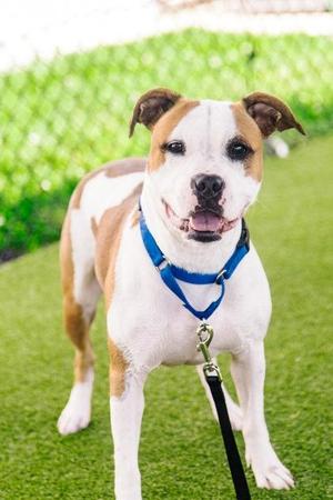 Apple, Mixed Breed, adult, available for adoption