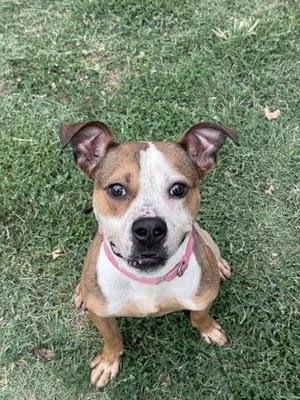A brown and white dog with a pink collar sitting on grass