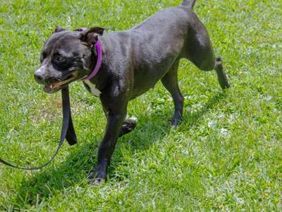 Amaya, Mixed Breed, adult, available for adoption