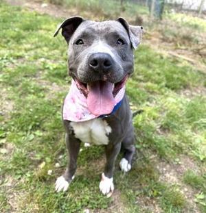 A gray and white dog wearing a pink floral bandana sitting on a grassy area and panting.