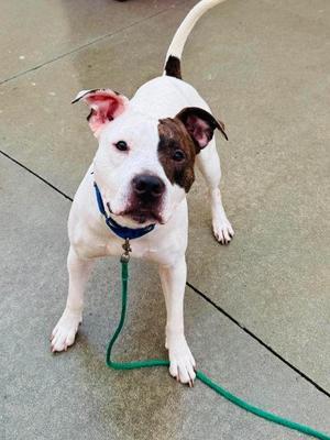 A white dog with brown patches on its face and ears, wearing a blue collar and green leash, standing on a concrete surface.