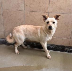 A light-colored dog standing on a tiled floor with its ears perked up.