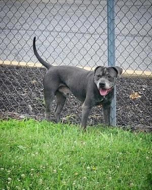 Atticus, Mixed Breed, adult, available for adoption