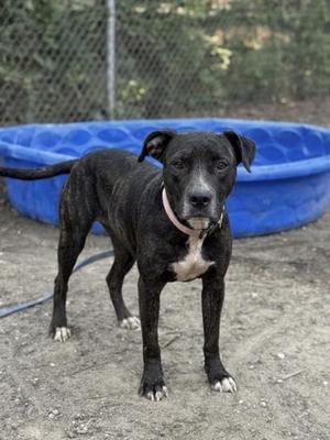 AppleBella, Mixed Breed, adult, available for adoption