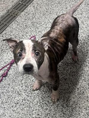 Athena, Mixed Breed, adult, available for adoption