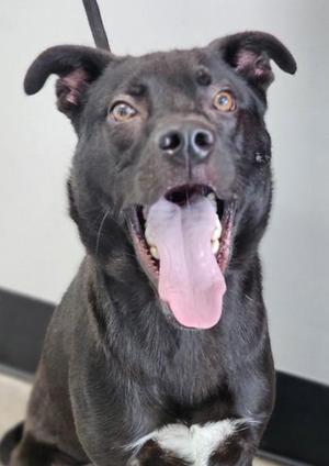 Ashe FKA Dog 3, Shepherd / Mixed Breed, adult, available for adoption
