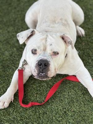 Aries, Mixed Breed, adult, available for adoption