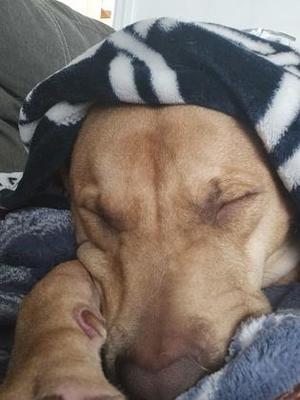 a brown dog sleeping with a black and white blanket on its head