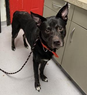 Barry, Mixed Breed, adult, available for adoption