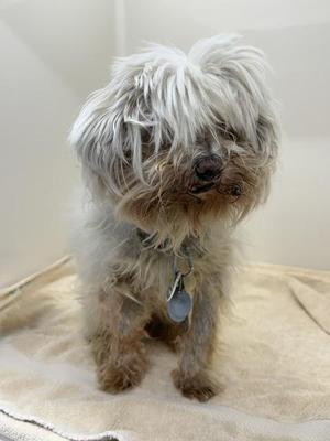 A small, shaggy dog with long, white and brown fur sitting on a beige towel. The dog has a collar with a tag and appears to be in a clean, indoor environment.