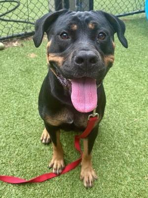 Attila, Rottweiler / Mixed Breed, adult, available for adoption