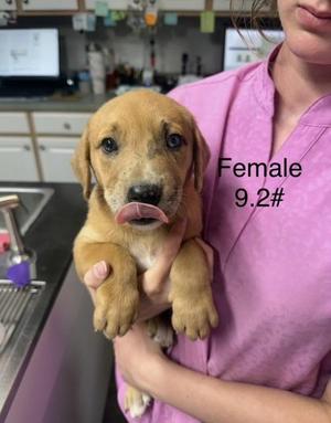 Anya, Mixed Breed, puppy, available for adoption