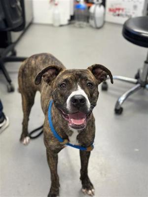 Autumn, Mixed Breed, adult, available for adoption