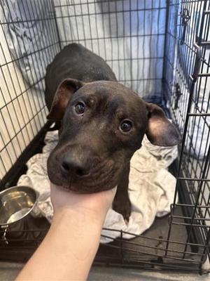 BamBam, Mixed Breed, adult, available for adoption