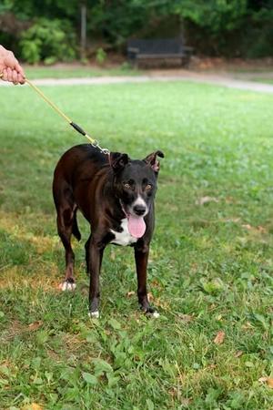 Aayla, Retriever / Mixed Breed, young, available for adoption