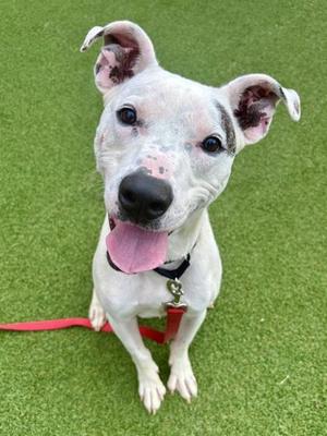 Ace FKA Tristian, Mixed Breed, adult, available for adoption