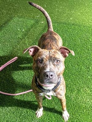 Ariel, Mixed Breed, adult, available for adoption