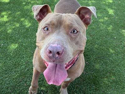 A brown dog with a pink tongue sticking out, standing on green grass.