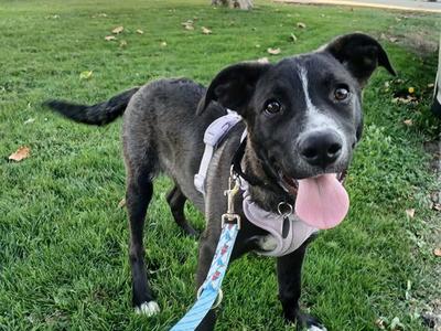 BOLT, Australian Cattle Dog/Blue Heeler, puppy, available for adoption