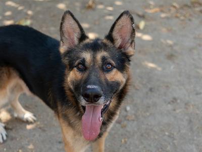 German Shepherd dog with black and tan fur, standing on a dirt ground, tongue out, looking at the camera.