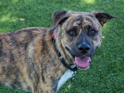 A brindle dog with a black collar and a white patch on its chest, standing on grass with its mouth open and tongue out.