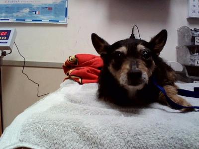 GEORGINA, Terrier, senior, available for adoption