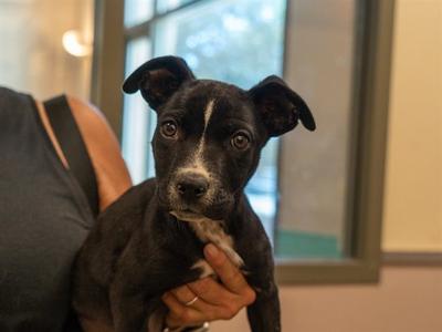 ELVIRA, Pit Bull Terrier, puppy, available for adoption