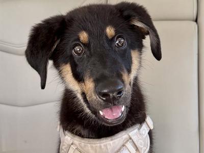 GROVER, German Shepherd Dog, puppy, available for adoption