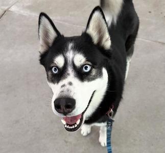 BOO, Siberian Husky, adult, available for adoption