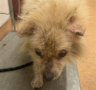 A close-up of a dog with long, light brown fur, looking down. The dog appears to be in a shelter or veterinary setting, with a metal surface beneath it and a leash visible. The dog's ear is injured or has a wound.