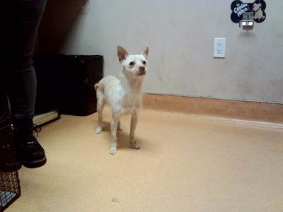 HALIBUT, Terrier, adult, available for adoption