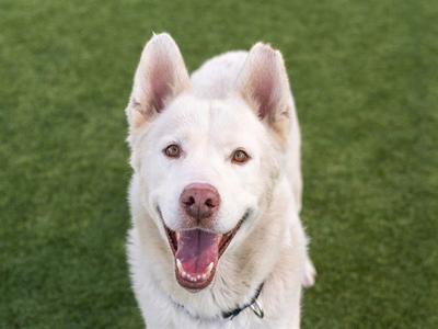 BALTO, Siberian Husky, adult, available for adoption