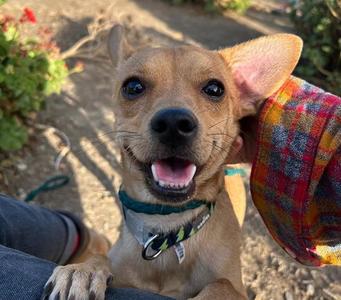 FLIP FLOP, Chihuahua, adult, available for adoption