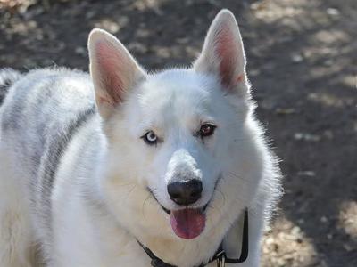 A white dog with blue eyes and a black nose, wearing a collar, looking directly at the camera with its tongue out.