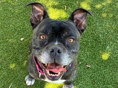 GORDON, Boxer, senior, available for adoption
