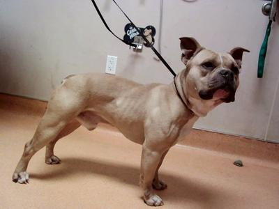 FRANCIS, Pit Bull Terrier, adult, available for adoption