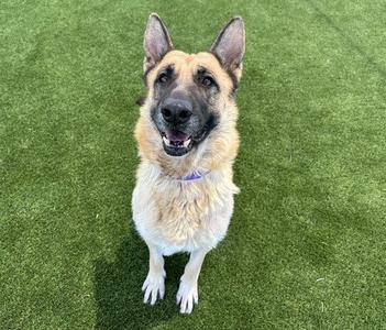 A German Shepherd dog sitting on a green artificial grass surface, looking up with its mouth open and tongue visible.