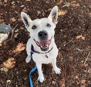ANNIE, Australian Cattle Dog/Blue Heeler, senior, available for adoption