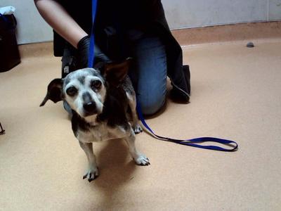 ELIZABETH, Chihuahua, senior, available for adoption