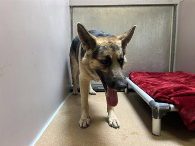 HUXLEY, German Shepherd Dog, adult, available for adoption