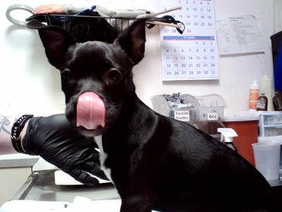 EBONY, Pit Bull Terrier, puppy, available for adoption